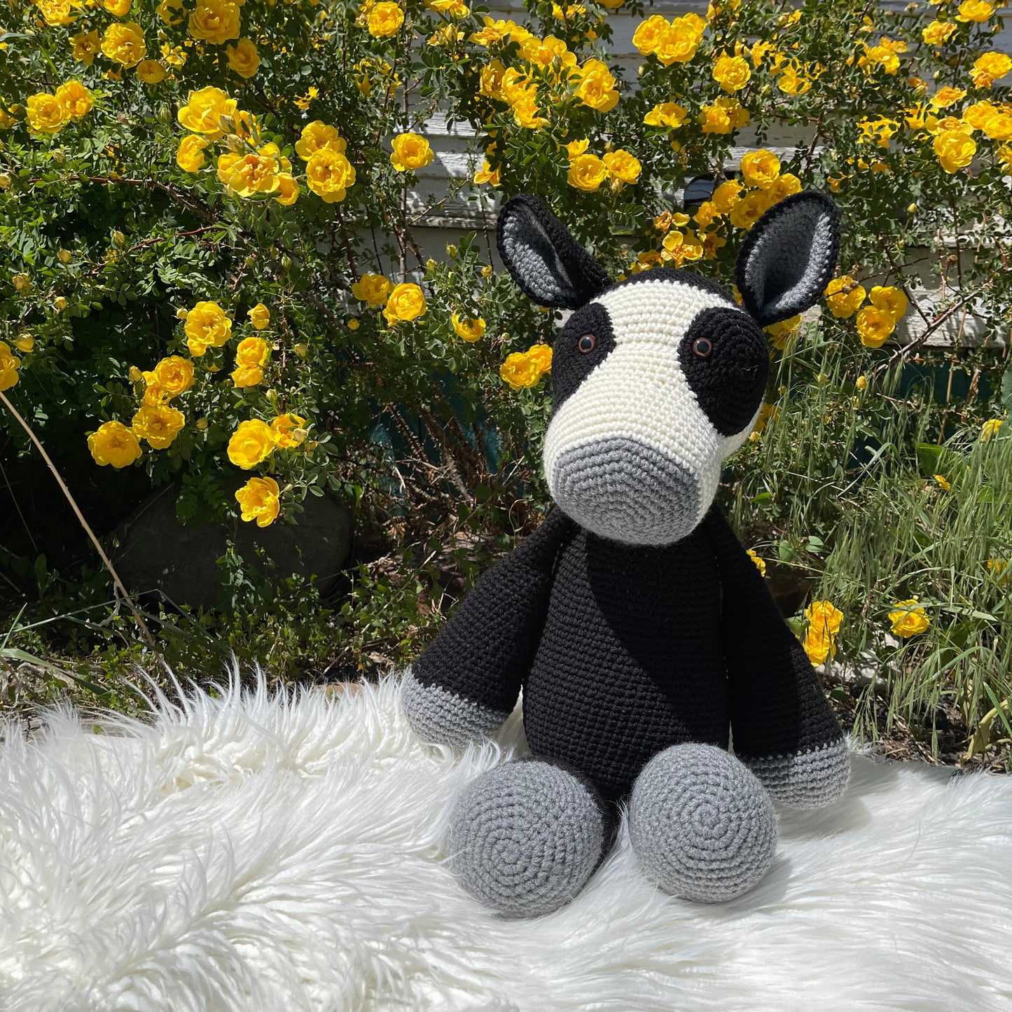 Black Baldy Cow