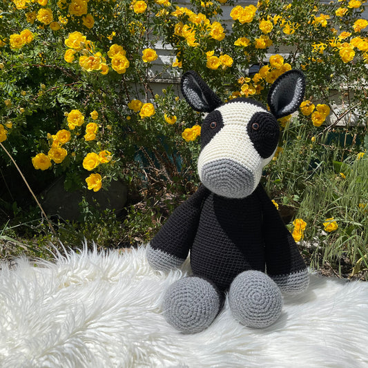 Black Baldy Cow